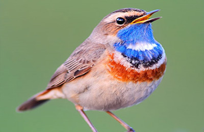 Observação de Aves